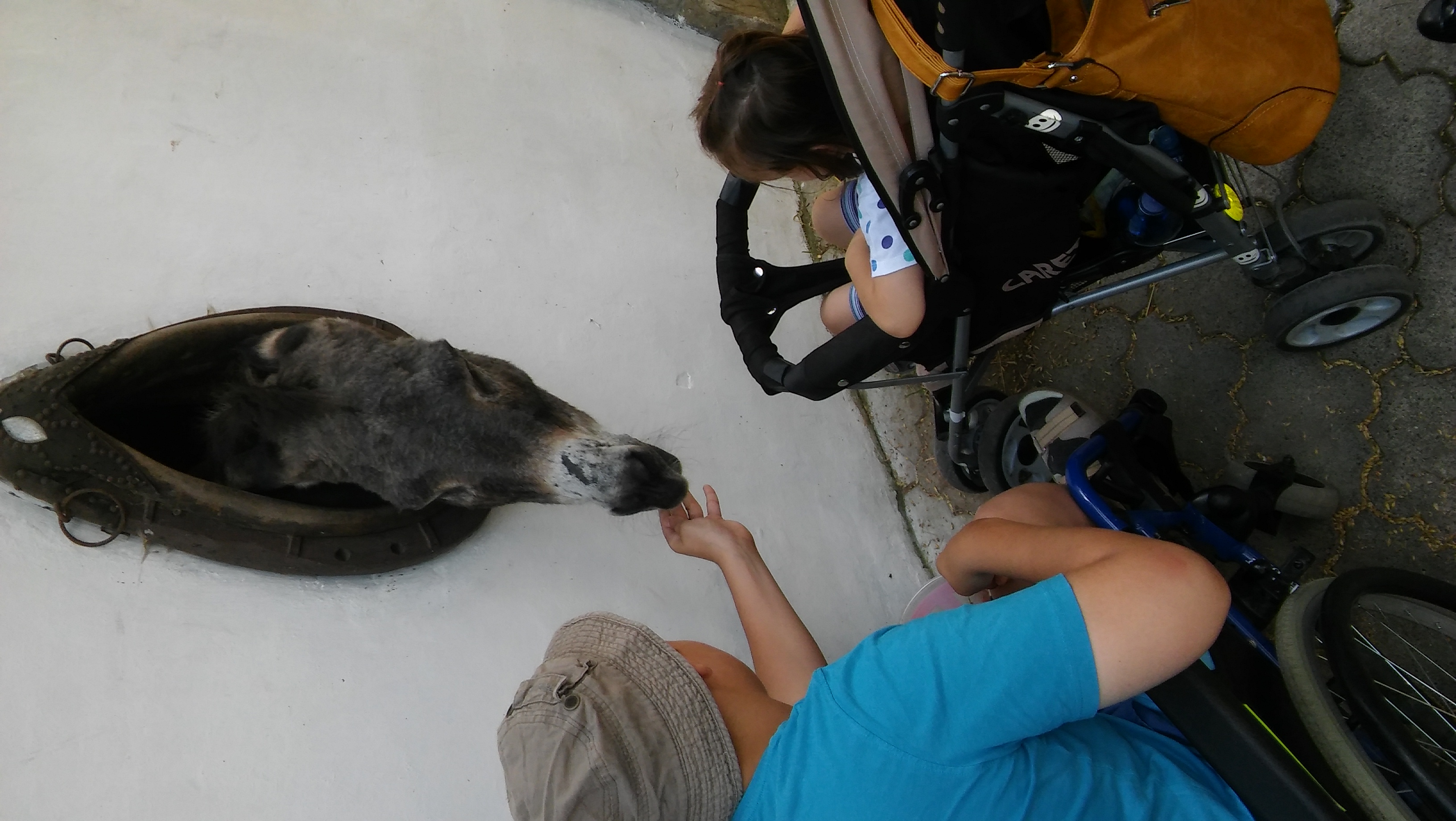 Zoo Stropkov 2016 (4)