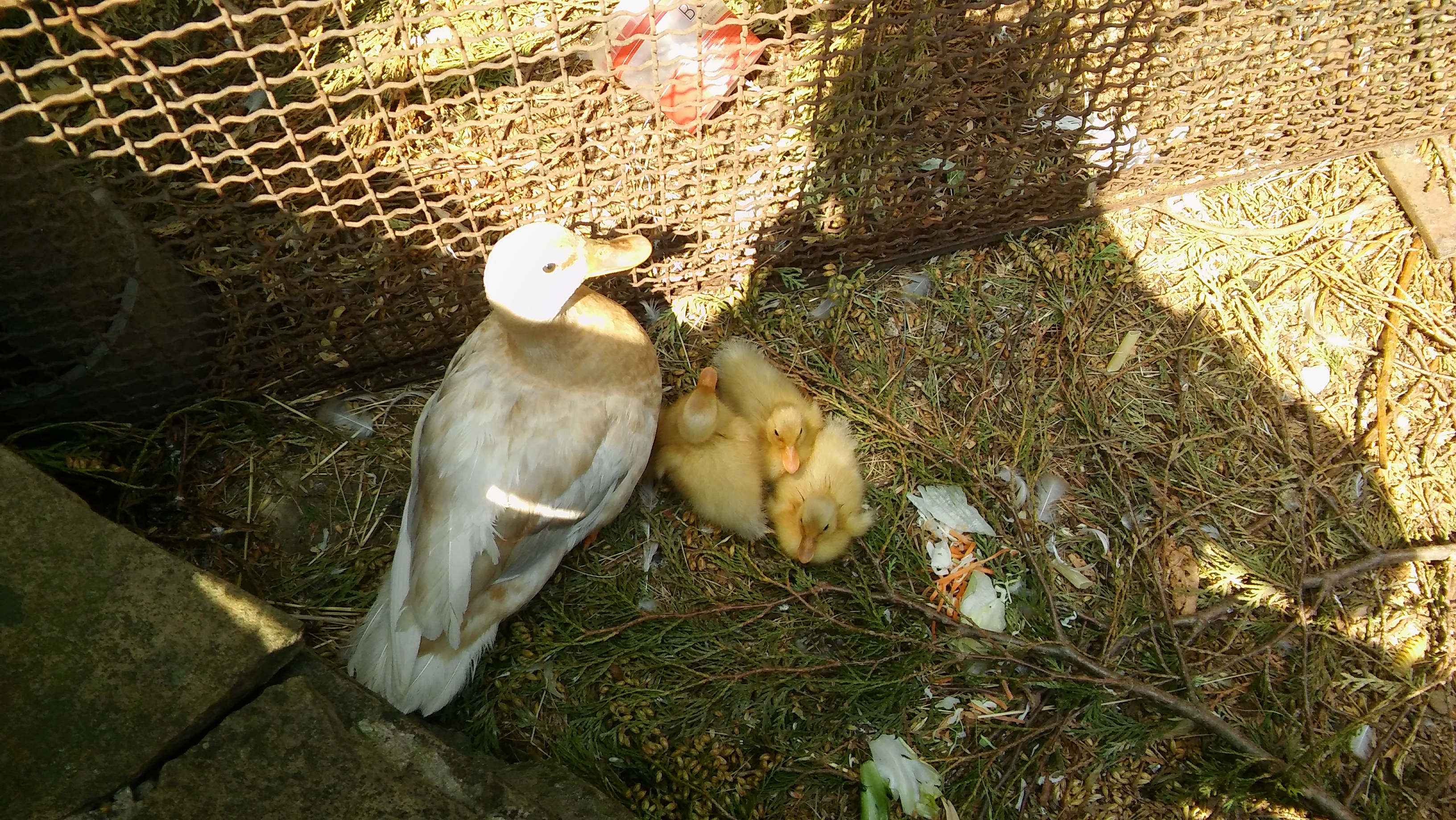 Zoo Stropkov 2016 (8)